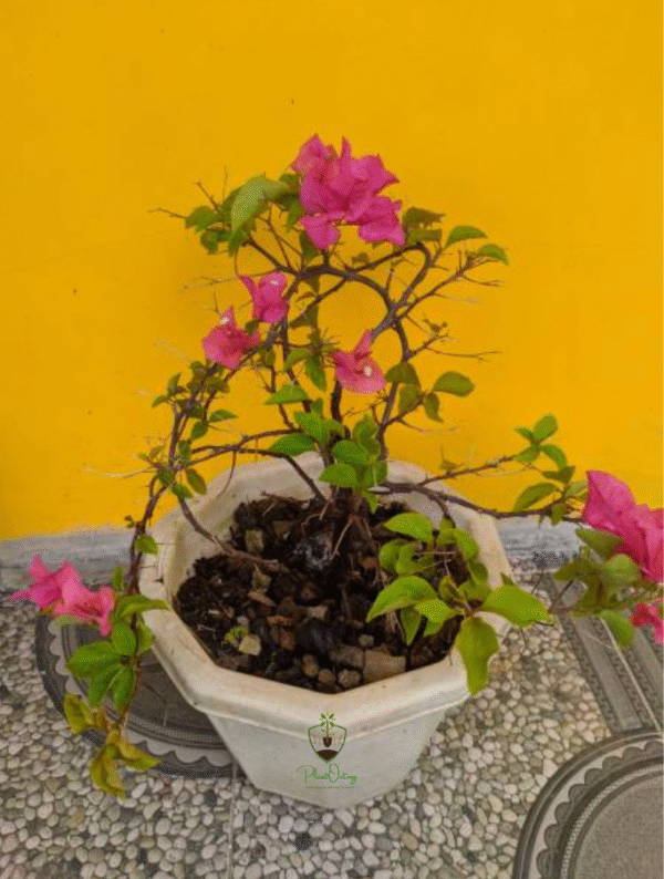 Bougainvillea Plant (Paper Flower) – Drought-Tolerant Climber with Vibrant Color