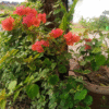 Bougainvillea Plant (Paper Flower) – Drought-Tolerant Climber with Vibrant Color