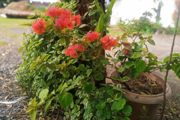 Bougainvillea Plant (Paper Flower) – Drought-Tolerant Climber with Vibrant Color