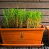 Fresh Lemongrass (Cymbopogon citratus) – Zesty Citrus Aroma & Ayurvedic Powerhouse