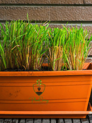 Fresh Lemongrass (Cymbopogon citratus) – Zesty Citrus Aroma & Ayurvedic Powerhouse