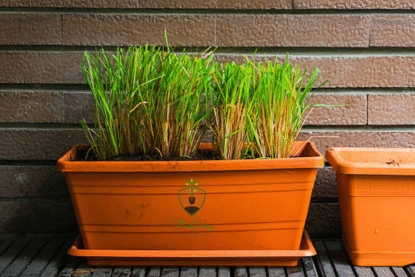 Untitled design (24) Fresh Lemongrass (Cymbopogon citratus) – Zesty Citrus Aroma & Ayurvedic Powerhouse