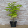 Neem Tree (Azadirachta indica) – The Village Pharmacy & Miracle Tree