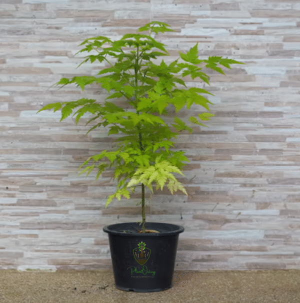 Untitled design (25) Neem Tree (Azadirachta indica) – The Village Pharmacy & Miracle Tree
