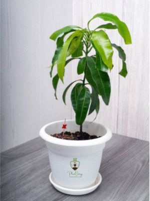 Mango Tree (Mangifera indica) – The King of Fruits | Live Plant