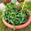 Josthimodhu (Mulethi/Licorice) – A Powerful Ayurvedic Herb for Health & Wellness
