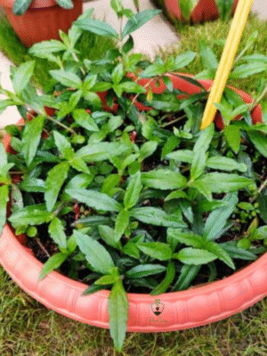 Josthimodhu (Mulethi/Licorice) – A Powerful Ayurvedic Herb for Health & Wellness