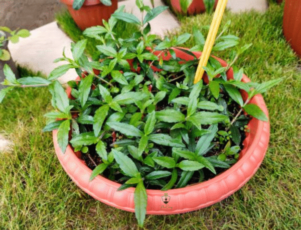 Josthimodhu (Mulethi/Licorice) – A Powerful Ayurvedic Herb for Health & Wellness