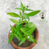 Josthimodhu (Mulethi/Licorice) – A Powerful Ayurvedic Herb for Health & Wellness