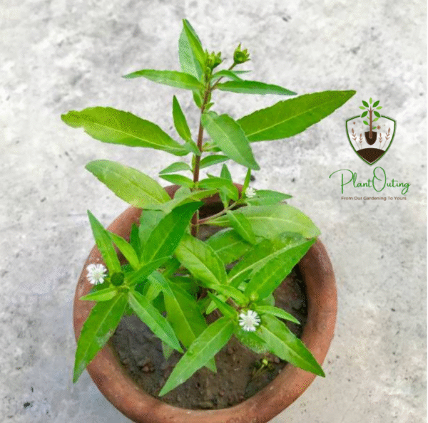 Josthimodhu (Mulethi/Licorice) – A Powerful Ayurvedic Herb for Health & Wellness