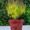 Tulsi – India’s Sacred Herb for Health, Healing & Harmony