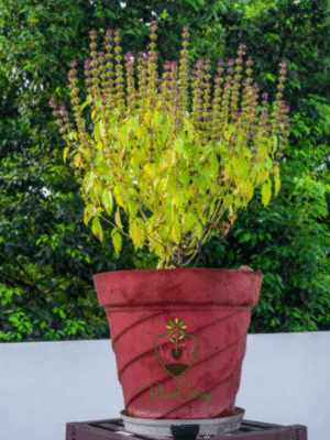 Tulsi – India’s Sacred Herb for Health, Healing & Harmony