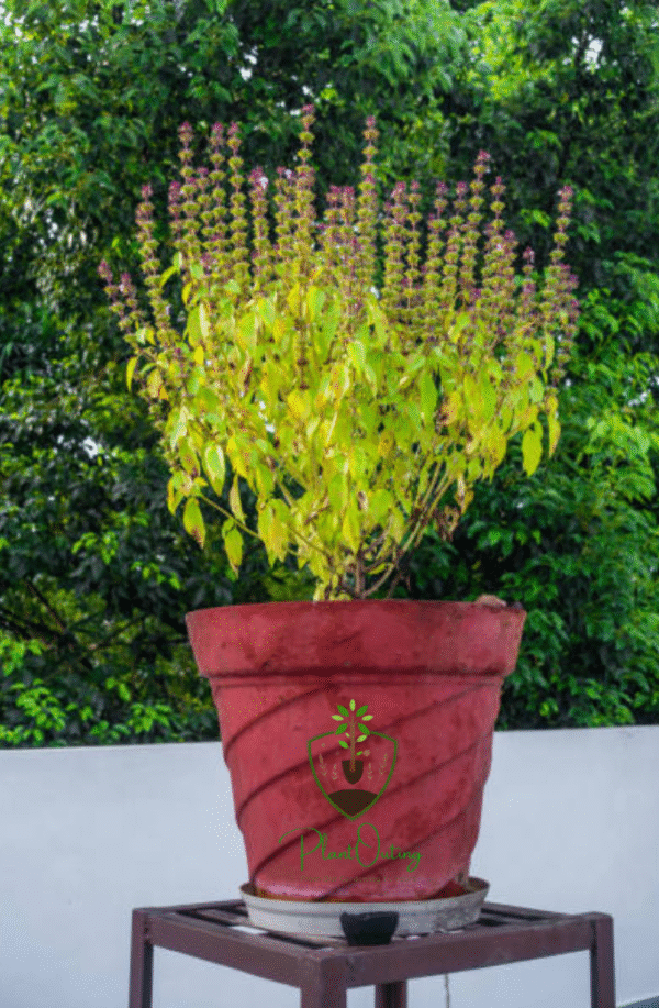 Tulsi – India’s Sacred Herb for Health, Healing & Harmony