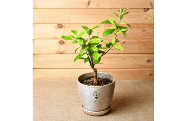 Untitled design Mausambi Plant (Sweet Lime / Citrus limetta) – India’s Favorite Juice Fruit | Live Citrus Tree