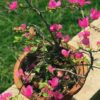 Bougainvillea Plant (Paper Flower) – Drought-Tolerant Climber with Vibrant Color