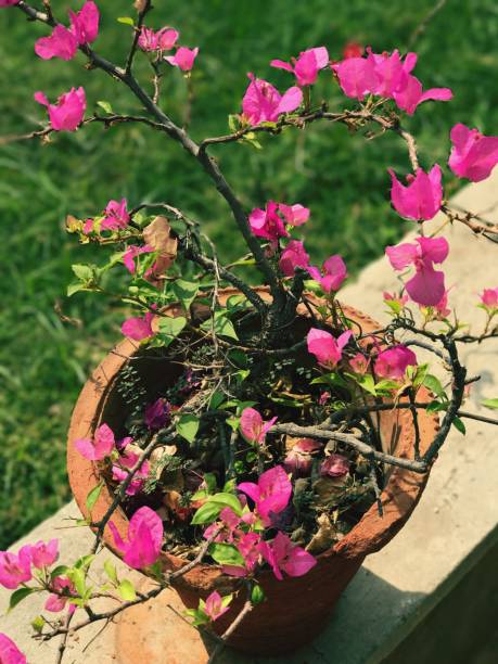 Bougainvillea Plant (Paper Flower) – Drought-Tolerant Climber with Vibrant Color