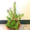 🌼 Parijat Plant (Shiuli / Nyctanthes arbor-tristis) – Sacred Beauty with a Divine Fragrance